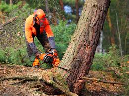 How Our Tree Care Process Works  in  Richmond, MN