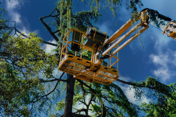 Best Tree Mulching  in Richmond, MN