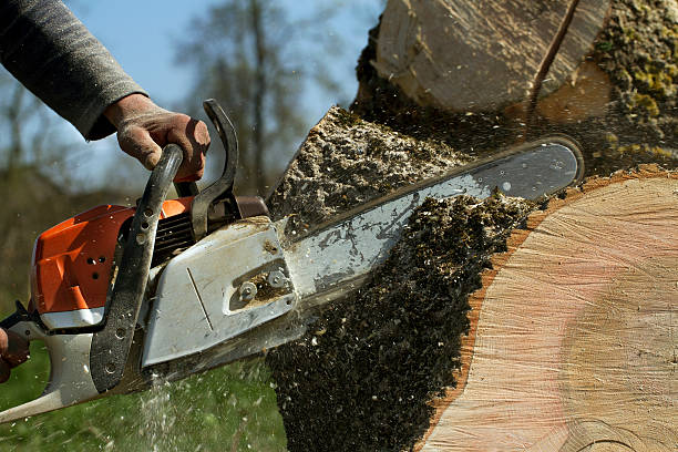 Best Lawn Dethatching  in Richmond, MN